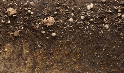 発掘時の土層を剥ぎ取ったもの。貝殻や土器片が土に混じっている。