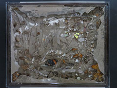 津波で被災した昆虫標本洗浄（陸前高田市立博物館蔵）
