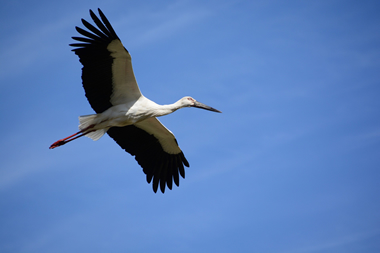 空を飛ぶコウノトリ