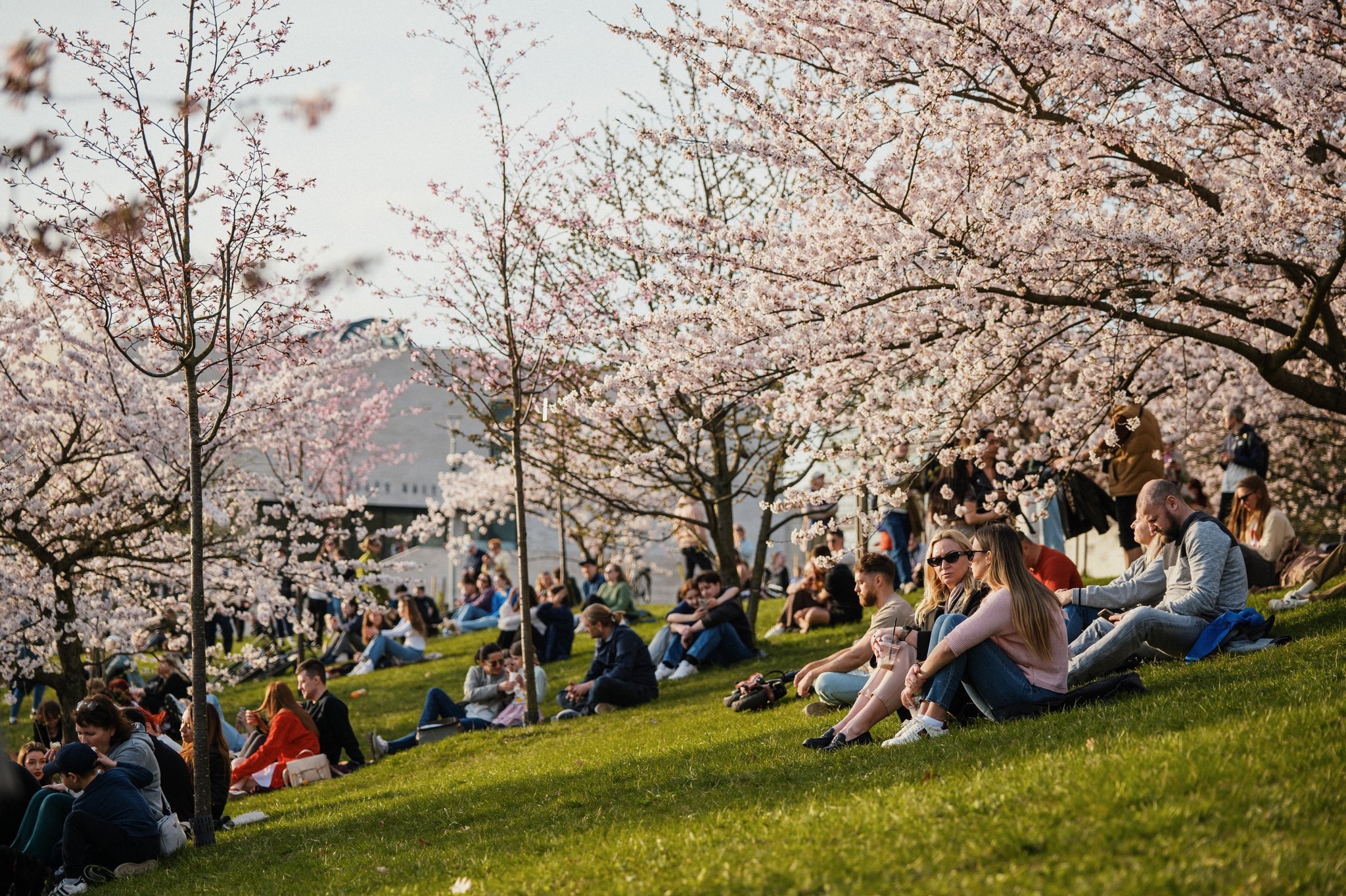 満開の桜の木々の下で花見を楽しむ人たちの様子を写した写真