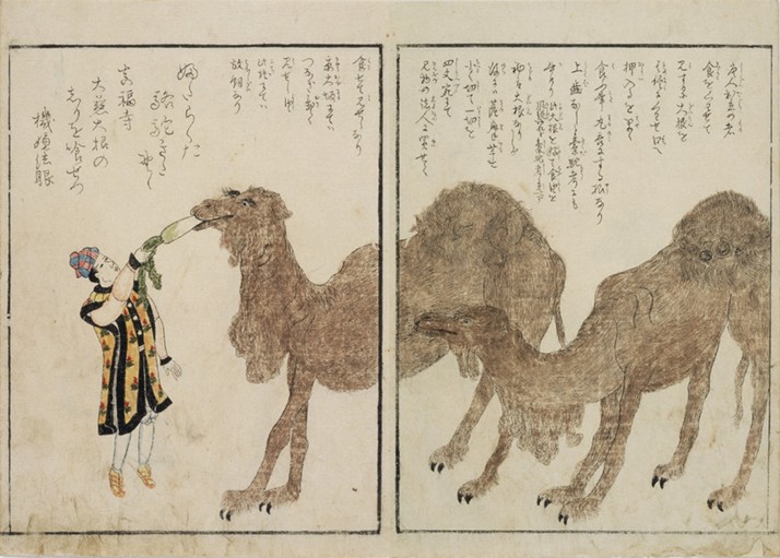 見世物で大根を食べるらくだの絵