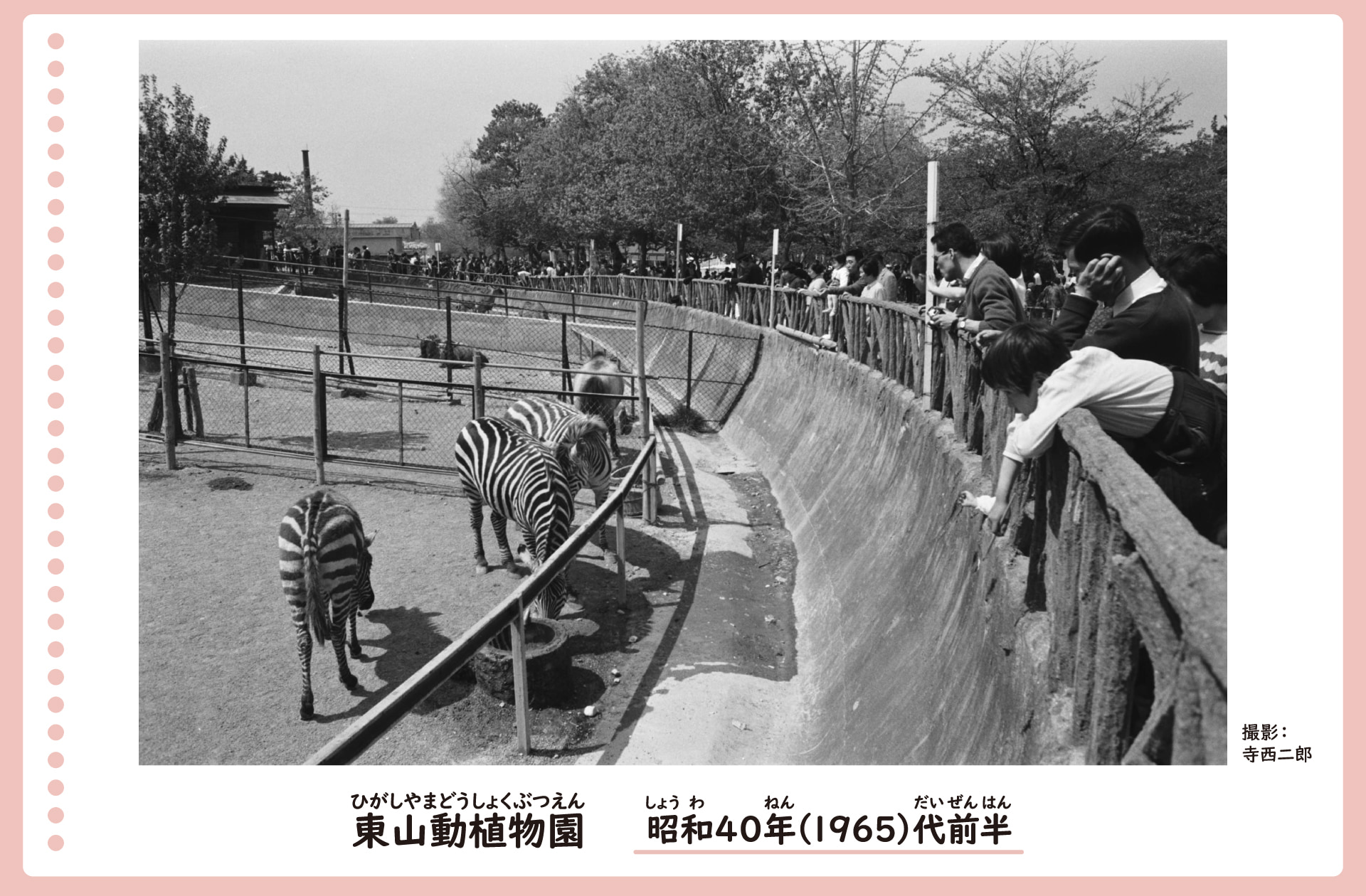 東山動植物園のシマウマを見る来場者の風景。石でできたさくごしに大勢の来場者がシマウマを見ている。