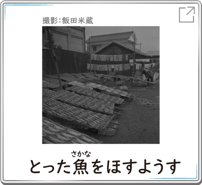 とった魚をほすようす